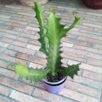 ราคา แคคตัส-ยูโฟเบียแลคเทีย//Euphorbia lactea. (1883856805)