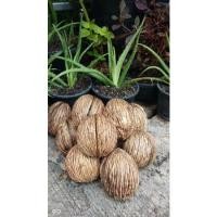 ราคา ลูกตีนเป็ดเเห้งลูกละ 10 บาท (17564992964)