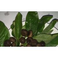 ราคา ต้นพันธุ์ บ่าเหม้า หมากเม่า มะเม่า พร้อมปลูก 39 บาท ใช้ทำ แกงเห็ดถอบใส่ใบมะเม่า (29125722564)