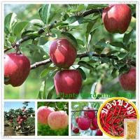 ราคา เมล็ดอวบอ้วน100%,ไทยในสต็อกพร้อมส่งเมล็ดพันธุ์ แอปเปิ้ล Apple Seeds Fruit Seeds บรรจุ 50 เมล็ด พันธุ์ไม้ผล เมล็ดพันธุ์ผั (23017182216)