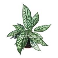 ราคา คล้าขุมทรัพย์ (Calathea vittata) (7661394041)