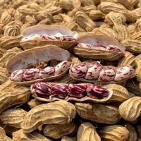 ราคา ถั่วลิสงลายเสือ เมล็ดพันธุ์ ถั่วดินลายเสือจัมโบ้ 10-25 เมล็ด [10 แถม 1 คละได้] (23162401749)