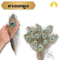ราคา หางนกยูง จากไทย หางขนยกยูง 1 ก้าน หางนกยูงธรรมชาติ ขนาดยาว 25 ซม. (26279307420)