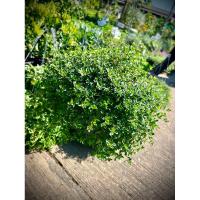 ราคา เลมอนไทม์ Lemon Thyme or Citrus Thyme ใบไทม์ที่มีกลิ่นคล้ายเลมอนหรือพืชตระกูลซิตรัส ผสมไทม์ หรือมีกลิ่นคล้ายตะไคร้อ่อนๆ (27473616049)