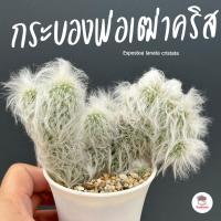 ราคา กระบองพ่อเฒ่าคริส Espostoa lanata cristata แคคตัส กระบองเพชร cactus&succulent (27407629613)