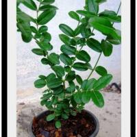 ราคา มะม่วงหาวมะนาวโห่ ขายต้นคะ (2123583279)