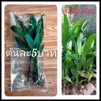 ราคา หมากสูง 20ต้นแถม10สูง50cmขึ้นไป(ถอนล้างราก). หน่อหมากต้นสูง หมาก หมากกินกับพลู ต้นหมาก หมากสง ต้นหมาก หมาก (22314525986)
