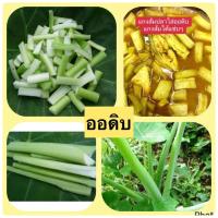ราคา ก้านต้นตูน ออดิบ (200กรัม) สดๆ จากต้นพร้อมส่งนำมาประกอบอาหารได้เป็นอย่างดีรับประทานดิบได้ค่ะ ตัดสดทุกออเดอร์ (26779883654)