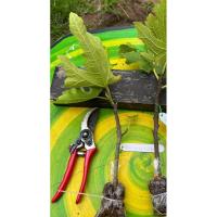 ราคา กิ่งตอน มะเดื่อฝรั่ง Raspberry ratte (26814097192)