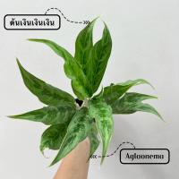 ราคา ต้นเงินเงินเงิน Aglaonema (19193689365)
