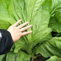 ราคา MUSTARD / MUSTASA SEEDS (300 seeds) Chinese (40865468568)