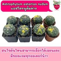 ราคา Astrophytum asterias nudum แอสโตรนูดัมด่าง (26936283184)
