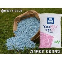 ราคา ปุ๋ย 8-24-24 ขนาด 1 กิโล ปุ๋ยยาร่า ปุ๋ยเร่งดอก ติดผล ปุ๋ยบำรุงดอก ปุ๋ยเร่งดอกไม้ ปุ๋ยเร่งผลดก ปุ๋ยยามีร่า ปุ๋ยยารา (9807282744)