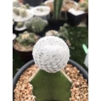ราคา แมมลูกกอล์ฟยักษ์ Mammillaria Humboldtii elegan Cactus แคคตัส กระบองเพชร (8115176206)