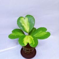 ราคา โฮย่าใบหัวใจ Hoya Kerrii Variegate โฮย่าใบหัวใจทศกัณฐ์ด่างนอก (10963609499)