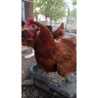 ราคา ไข่เชื้อไก่ไข่โร๊ดไอส์แลนด์เรดประกันเชื้อ50เปอร์เซ็นประกันแตก100เปอร์เซ็น (43318979671)