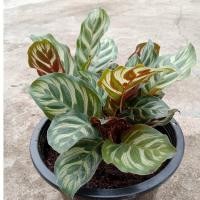 ราคา ต้นค้าขายร่ำรวย คล้าแววมยุรา Calathea ต้นอธิษฐาน (21979521279)