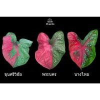 ราคา บอนสีขุนศรีวิชัย บอนสีราชินีแห่งไม้ใบ บอนสี (11069705131)