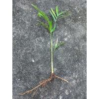 ราคา ต้นปาล์ม ฟอกเทล สูง 20-40 ซม. (27290581796)