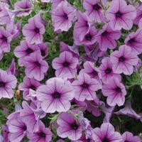 ราคา 25 เมล็ด ดอกพิทูเนีย ดอกพิทูเนียพันธุ์เตี้ย ออกดอกทั้งปี Dwarf Petunia Flower Seed สายพันธุ์ Rose Vein (43572781923)