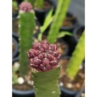 ราคา Day​dream​ ไม้กราฟ​ 1​ ต้น​ ไม้ขนาด​ 2.5​ cm.+/- Cactus​ แคคตัส กระบองเพชร​ ไม้อวบน้ำ​ ยิมโน​ ยิมโนด่าง​ Gymnocalycium​ (20903752073)