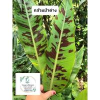 ราคา กล้วยป่าด่าง (ภาคใต้) กล้วยเถื่อนด่าง (18441353216)