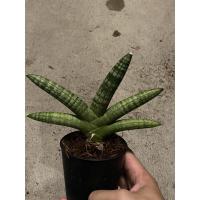 ราคา ต้นงาช้าง สปาเก็ตตี้ และ งาช้างแคระ ต้นไม้ฟอกอากาศในห้องนอน (9922094497)