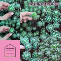 ราคา แมมขนนกเหลือง Mammillaria Schiedeana (7039958308)
