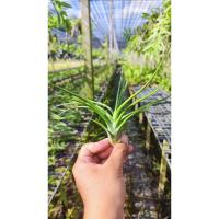 ราคา Tillandsia bulbosa x brachycaulos ทิลแลนเซีย (20390945029)