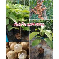 ราคา ต้นละไมหวาน ต้นละไมเสียบยอด เนื้อฟูนุ่มฉ่ำ ขนาดต้น40-50ซม.สินค้าพร้อมส่ง (13099186673)