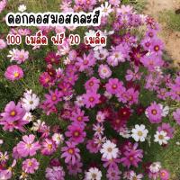 ราคา ดอกดาวกระจายคอสมอส100 เมล็ด แถมฟรี 20 เมล็ดดอกคอสมอสคละสี ปลูกง่ายโตไว เมล็ดพันธุ์แท้ (18479472411)