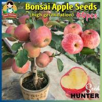 ราคา เมล็ดพันธุ์ ต้นแอปเปิ้ล เมล็ดแอปเปิ้ล บรรจุ 50เมล็ด Bonsai Apple Seeds Fruit Seed เมล็ดผลไม้ บอนไซ ต้นไม้ เมล็ดพันธุ์ผัก (26083877085)