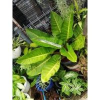 ราคา เศรษฐีมีทรัพย์>5ใบ เศรษฐีรวยทรัพย์ ฟิโลมีทรัพย์ ในกระถางดำ12นิ้ว (8890504406)