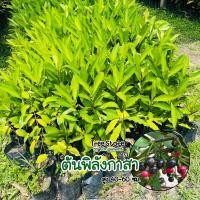 ราคา ต้นพิลังกาสา ต้นแข็งแรง จัดส่งไว (9644179697)