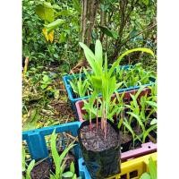 ราคา ต้นพันธุ์ ข้าวโพดไร่ ข้าวโพด เลี้ยงสัตว์ ถุงดำ 29บาท พร้อมปลูก สำหรับเลี้ยงสัตว์ (28515364019)