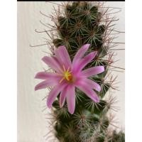 ราคา mammillaria beneckei (cactus) แมมหนามตะขอ ดอกสีชมพู (6305969607)