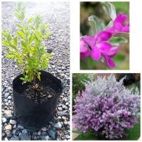 ราคา ต้นนิออนใบเงิน ดอกสีม่วง สูง 20-30 ซม. (25036554581)