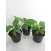 ราคา ต้นกล้วยหอมแคระ กระถาง 4 นิ้ว (20849573378)