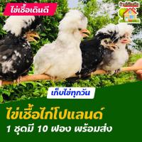 ราคา ไข่เชื้อไก่โปแลนด์ สำหรับการฟัก 10 ฟอง (9152932378)