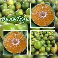 ราคา 1 ต้นส้มโชกุน ส้มโชกุนเมืองเบตง จัดส่งพร้อมถุง 8 นิ้ว ลำต้นสูง 60-70 ซม (6068974428)