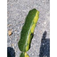 ราคา ตอสามเหลี่ยมด่าง ตัดสด 1 ตอ Cactus แคคตัส กระบองเพชร ไม้อวบน้ำ ไม้กราฟ ราคาถูก ตอด่าง ไม้ด่าง ตอสามเหลี่ยม ด่าง ตอ (6191149462)