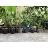 ราคา ต้นกวักมรกต ต้นไม้มงคล ช่วยเรียกเงินเรียกทอง กวักเงินกวักทอง (5742663531)