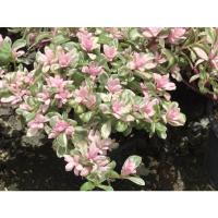 ราคา คุณนายตื่นสายชมพู กระถาง6นิ้ว (20116705654)