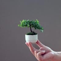 ราคา หูกระจงแคระ หรือแผ่บารมี พร้อมกระถางเซรามิก (1718001858)