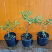 ราคา บอนไซ หมากเมเปิ้ลใบหอม กระถาง 3 นิ้ว (เซ็ท 3 ต้นชุด ) (21108104842)