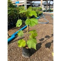 ราคา ต้นดอกพุดตานญี่ปุ่น 1ต้น (25013149901)