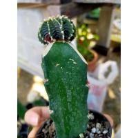 ราคา LB2178ด่างแท้ LB2178กราฟ (3097599819)