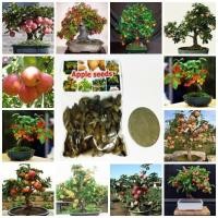 ราคา ขายส่ง เมล็ดพันธุ์แอปเปิ้ล Apple seeds บอนไซ bonsai apple tree บอนไซต้นไม้จิ๋ว เมล็ดพันธุ์นำเข้า แอปเปิลแคระ 50 เมล็ด (1237418783)