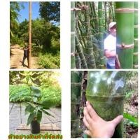 ราคา (ขาย ต้นพันธุ์) ต้น ไผ่เก้าดาวยักษ์ ( Guadua aceleata ) สายพันธุ์จากนิคารากัว ไผ่ เก้าดาว ยักษ์ ใหญ่ ไผ่เก้าดาว บ้านสวนเ (9453132600)