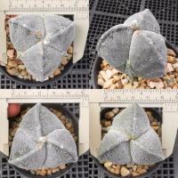 ราคา กระบองเพชร แอสโตรไฟตัม ไมริโอสติ๊กม่า 3พู Astrophytum myriostigma var. tricostatum ไม้เพาะเมล็ด (24221063852)